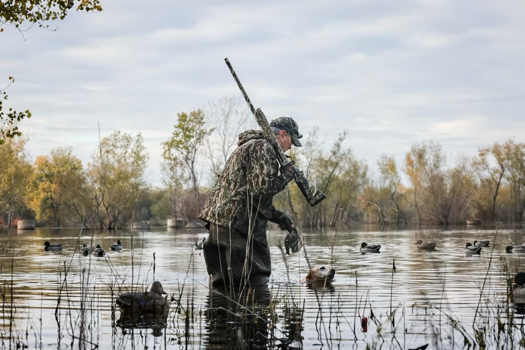 Duck hunter in waders retrieves a duck, shotgun slung over his shoulder, in a marshy wetland.