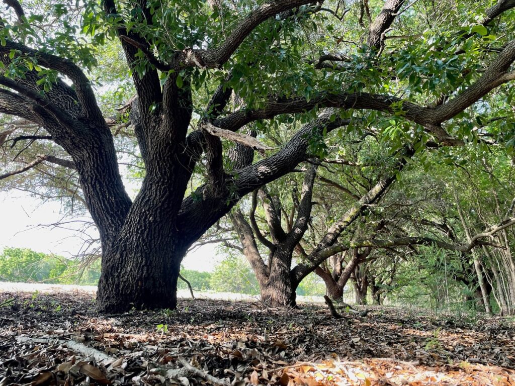 Shady grove of mature oak trees with thick trunks and sprawling branches casting shadows on the leaf-covered ground.