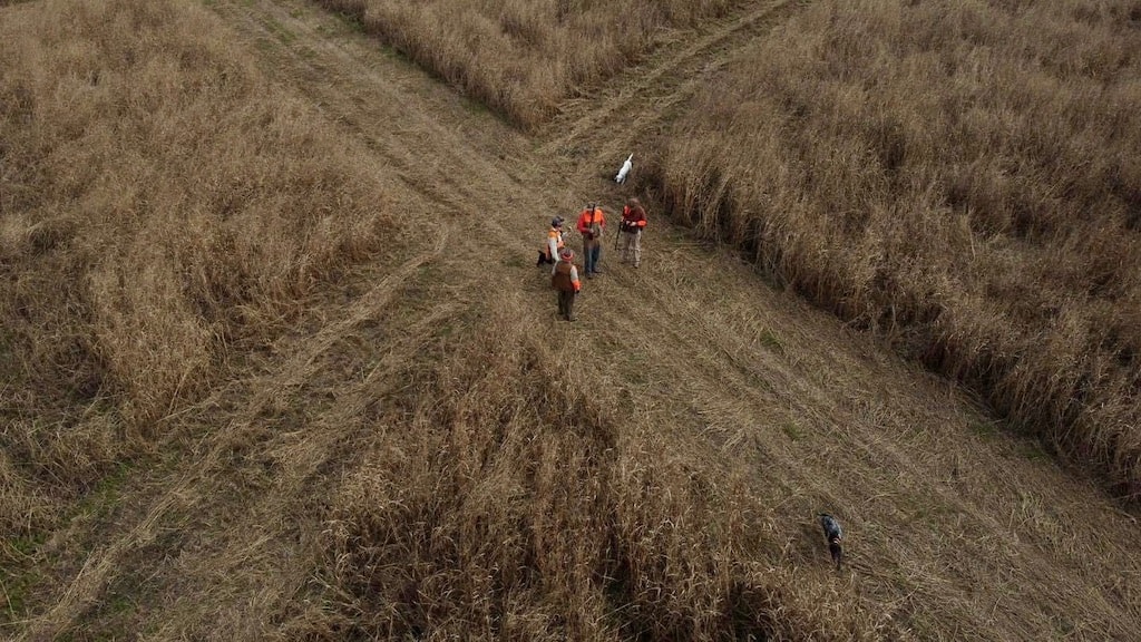 Bird hunters in orange vests walk through a field of tall, dry grass with hunting dogs.