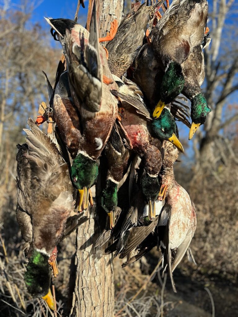 Hunted ducks with vibrant green heads and brown feathers hanging from a tree trunk against a blurred natural background and blue sky.