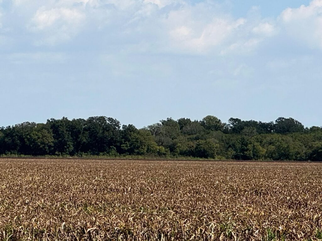Field of dry corn stalks under a blue sky with distant tree line in the background, capturing the essence of rural farming landscape.
