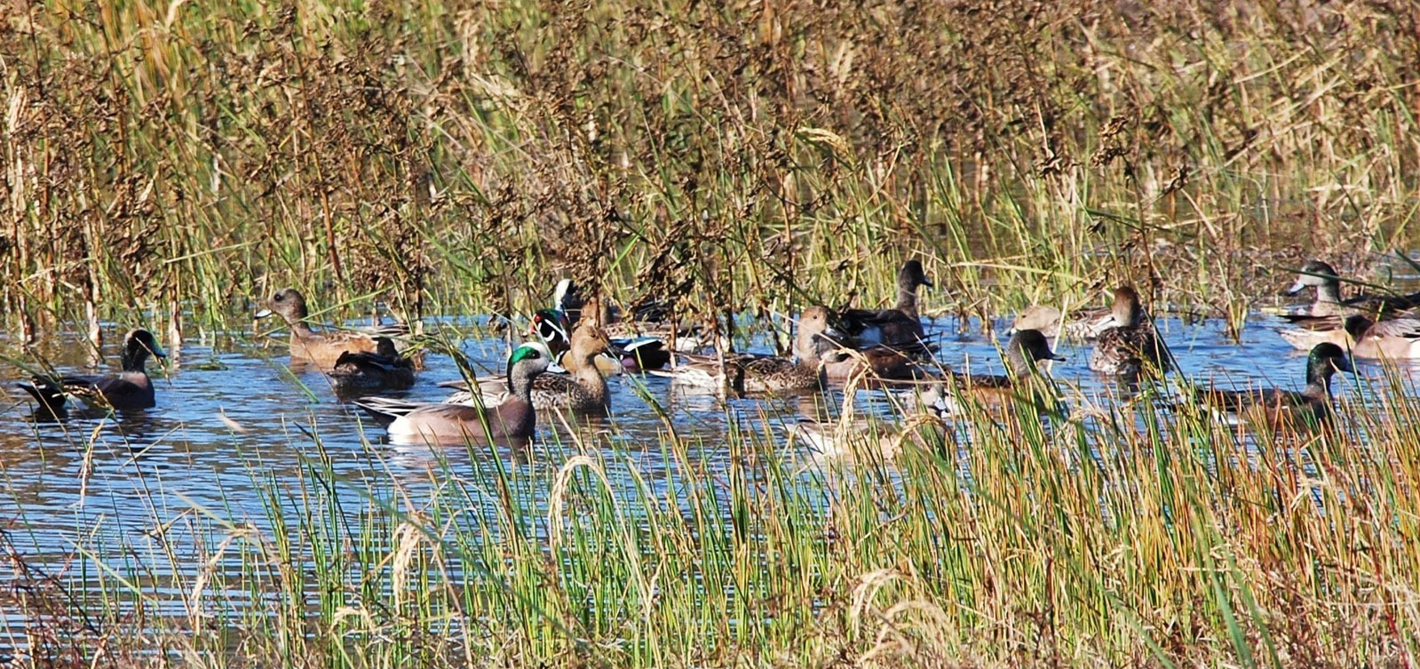 Flock of ducks swimming in a marshy wetland with tall grasses and calm water.
