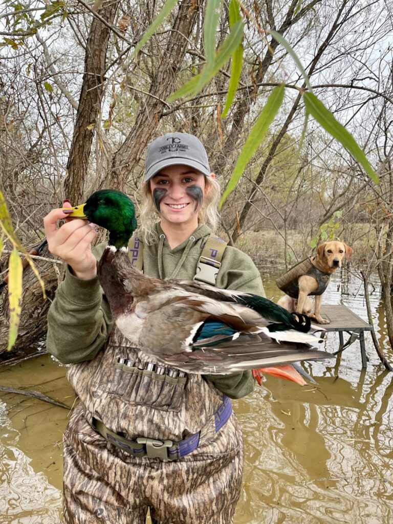 Duck hunter with mallard and retriever. Woman in camo holding duck, dog on platform in flooded timber.